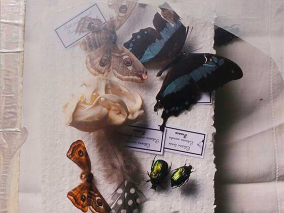 © Carole Charbonnier, Photographie Monotype #03