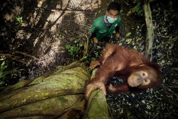 Schroeder_Alain_Saving_Orangutans-Art_01 Alain SCHROEDER – Belgique - « Sauver les orangs-outans »