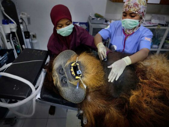 Alain SCHROEDER – Belgique - « Sauver les orangs-outans »
