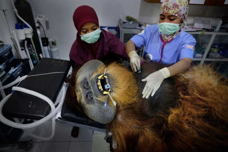 Alain SCHROEDER – Belgique - « Sauver les orangs-outans »