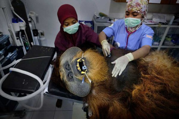 Schroeder_Alain_Saving_Orangutans_Art02_01 Alain SCHROEDER – Belgique - « Sauver les orangs-outans »
