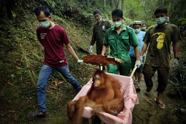 Schroeder_Alain_Saving_Orangutans_Art03_01 Alain SCHROEDER – Belgique - « Sauver les orangs-outans »