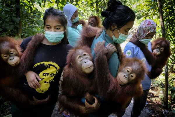 Schroeder_Alain_Saving_Orangutans_Art_01 Alain SCHROEDER – Belgique - « Sauver les orangs-outans »