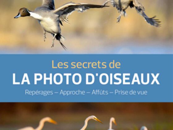 Les secrets de LA PHOTO D'OISEAUX - Erwan BALANÇA