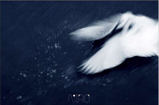 © NIRO